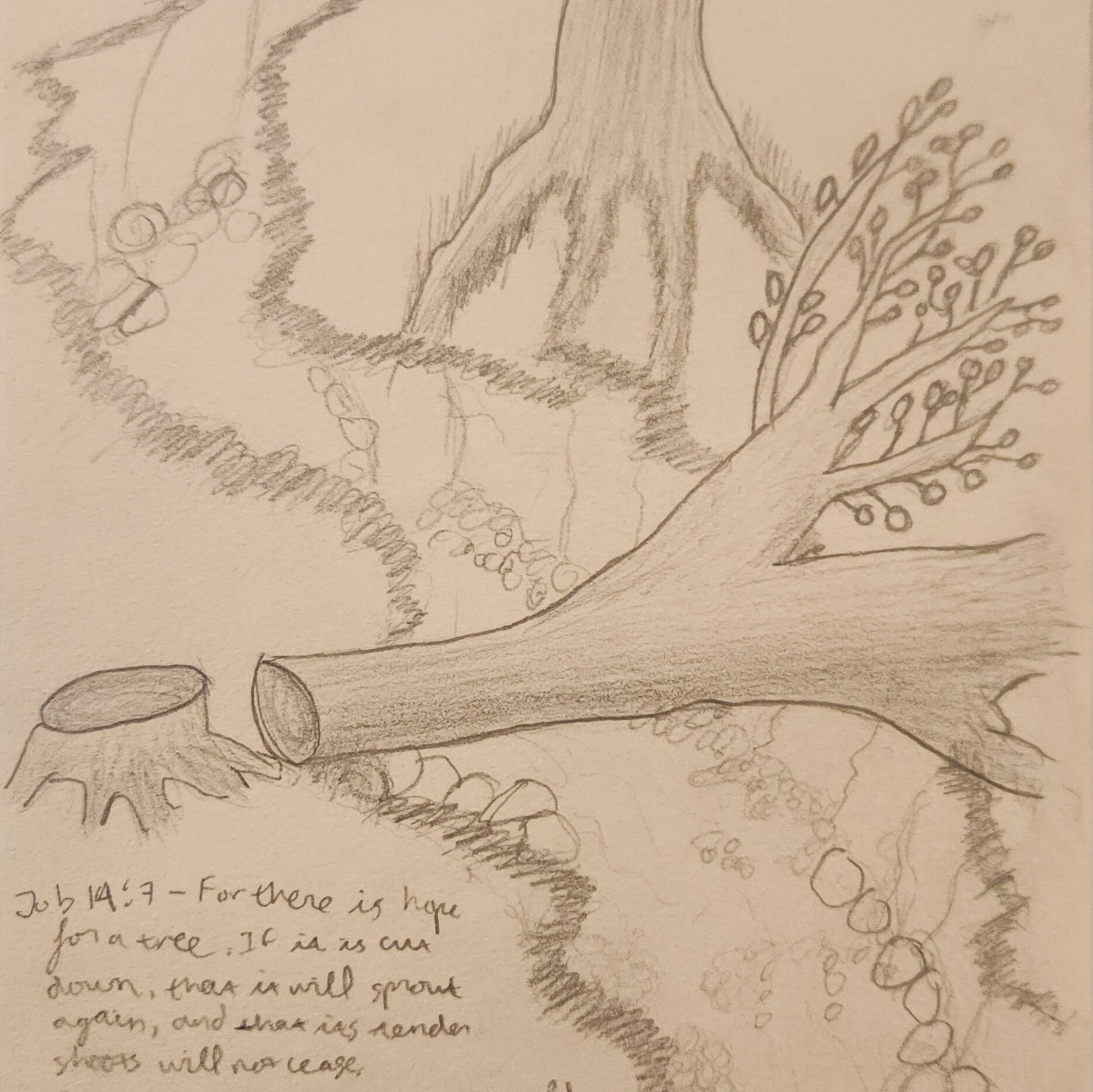 There is hope even when a tree is cut off