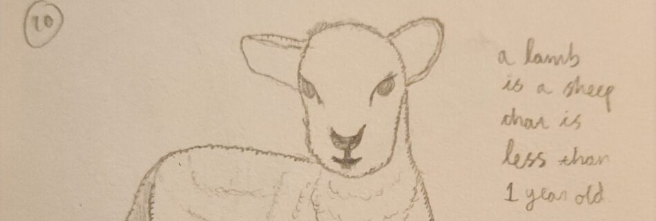 A young lamb